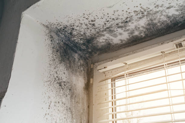 Affordable Basement Mold Removal solutions in Camden, TN